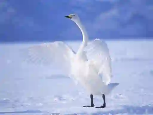 Gioco Graceful Swans in linea