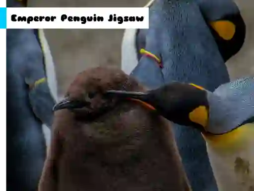 Gioco Emperor Penguin Jigsaw in linea