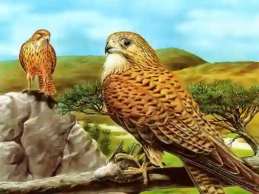 Gioco Birds of Prey Slide in linea