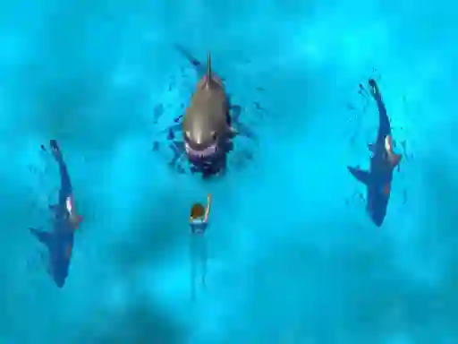 Gioco Avoid the Sharks in linea