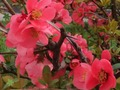 Gioco Fiori primaverili: oggetti nascosti  in linea