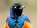 Gioco Puzzle degli animali: fauna selvatica e logica  in linea