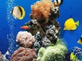 Gioco Differenza subacquea del mare  in linea