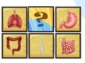 Gioco Scanner per organi umani  in linea