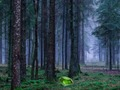 Gioco Tramonto mistico nella foresta  in linea