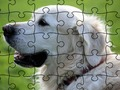 Gioco Puzzle Animali Domestici  in linea