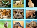 Gioco Ad es. Quiz Pic in linea