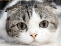Gioco Time del puzzle dei gatti in linea