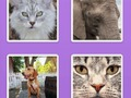Gioco Animali di Picture Slider  in linea