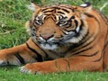 Gioco ZOO Curiosità  in linea