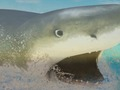 Gioco Shark la in linea