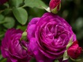 Gioco Rose viola  in linea