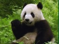 Gioco Panda Panda  in linea