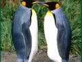 Gioco Penguin puzzle in linea