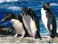 Gioco Scivolo di pinguini  in linea