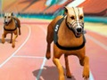 Gioco Crazy Dog Racing Fever  in linea