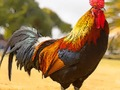 Gioco Puzzle di uccelli domestici  in linea