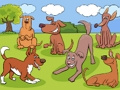 Gioco Differenze di animali  in linea