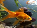 Gioco Puzzle di pesce d'oro  in linea