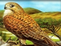 Gioco Puzzle di uccelli rapaci  in linea