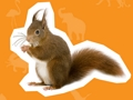 Gioco Casa degli animali  in linea