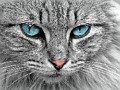 Gioco Puzzle di Cat Eye  in linea