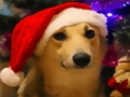 Gioco Cani divertenti di Natale  in linea