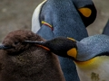Gioco Puzzle del pinguino imperatore  in linea