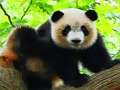 Gioco Panda bambino carino  in linea