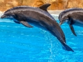 Gioco Puzzle di delfino di mare  in linea