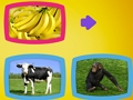 Gioco Cosa mangiano gli animali?  in linea