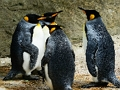 Gioco Puzzle del pinguino reale  in linea