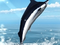 Gioco Pesca in mare azzurro  in linea