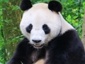 Gioco Puzzle animale  in linea