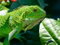 Gioco Iguana selvatica  in linea
