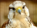 Gioco Jigsaw Girfalcon  in linea