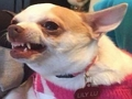 Gioco Che cane meme sei?  in linea