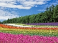 Gioco Puzzle da giardino fiorito colorato  in linea