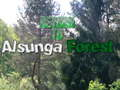 Gioco Ritorno alla foresta di Alsunga  in linea