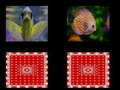 Gioco Memoria di pesce  in linea