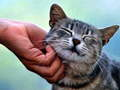 Gioco Gatto solletico  in linea
