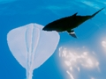 Gioco Razze da surf  in linea