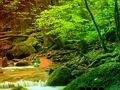 Gioco Fuga pacifica dalla foresta arcobaleno  in linea