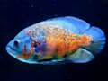 Gioco Puzzle di pesce tigre  in linea
