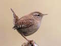 Gioco Birdlingo in linea