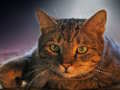 Gioco Puzzle per animali domestici  in linea