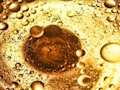 Gioco Puzzle con bolle d'olio  in linea
