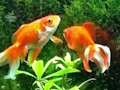 Gioco Fuga del pesce azzurro  in linea