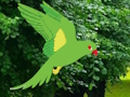 Gioco Il pappagallo trova il nido  in linea