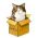 Trova il gatto online